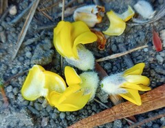 Aspalathus verbasciformis