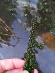 Hydrocharitaceae