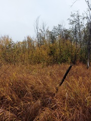 Calamagrostis purpurea
