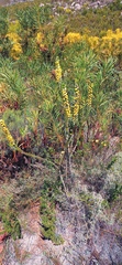 Aspalathus verbasciformis
