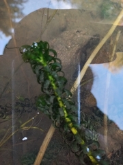 Hydrocharitaceae