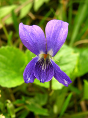 Viola odorata