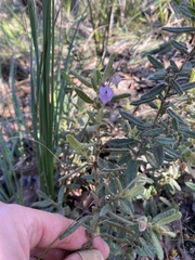 Thomasia petalocalyx