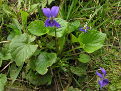 Viola odorata