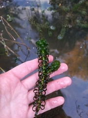Hydrocharitaceae