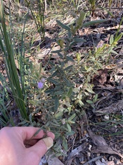 Thomasia petalocalyx