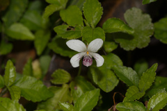 Viola adenothrix