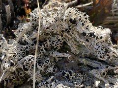 Lecanora epibryon broccha