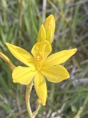 Bulbine bulbosa