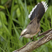 Grey-crowned Babbler - Photo (c) Steve Murray, some rights reserved (CC BY-NC), uploaded by Steve Murray