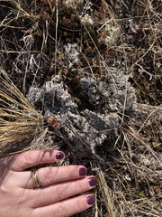 Lecanora epibryon broccha