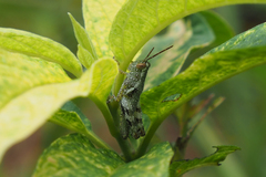 Xenocatantops humilis