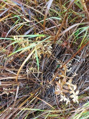 Galium boreale
