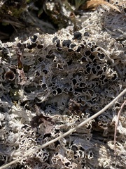 Lecanora epibryon broccha