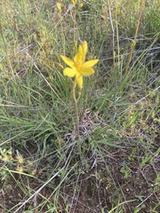 Bulbine bulbosa
