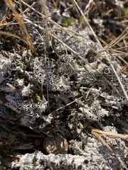 Lecanora epibryon broccha