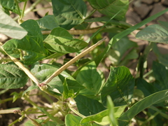 Vigna unguiculata cylindrica