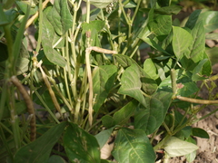 Vigna unguiculata cylindrica