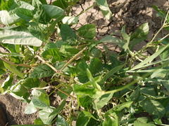 Vigna unguiculata cylindrica