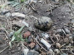 Vanellus coronatus