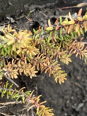 Ericaceae