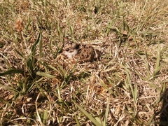 Vanellus coronatus
