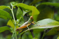 Hieroglyphus tonkinensis