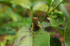 Hieroglyphus tonkinensis