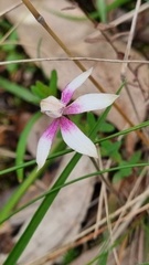 Caladenia moschata