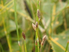 Eurychorda complanata