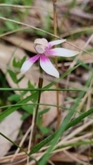 Caladenia moschata