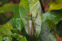 Hieroglyphus tonkinensis