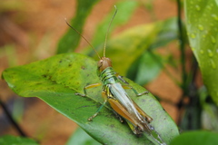 Hieroglyphus tonkinensis