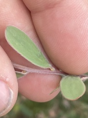 Leptospermum laevigatum