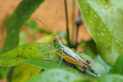 Hieroglyphus tonkinensis