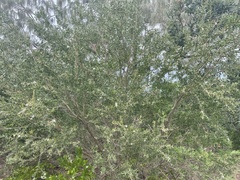 Leptospermum laevigatum