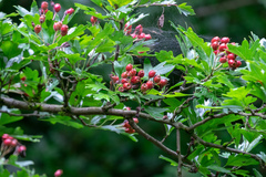Crataegus monogyna