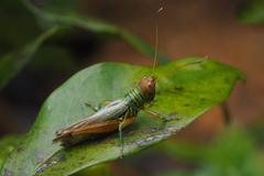 Hieroglyphus tonkinensis