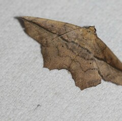 Polyacme dissimilis