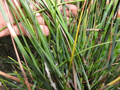 Eurychorda complanata