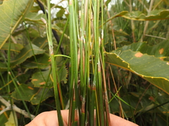 Eurychorda complanata