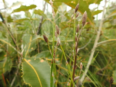 Eurychorda complanata