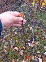 Lilium concolor partheneion