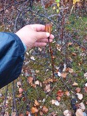 Lilium concolor partheneion