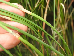 Eurychorda complanata