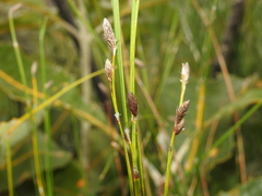 Eurychorda complanata