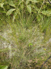 Eurychorda complanata