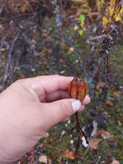 Lilium concolor partheneion