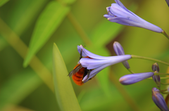 Bombus dahlbomii