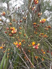 Pultenaea retusa